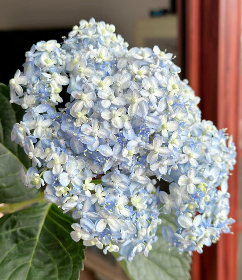 Japanese Hydrangea  Mikawa-Chidori 三河千鸟 1 Gallon Size