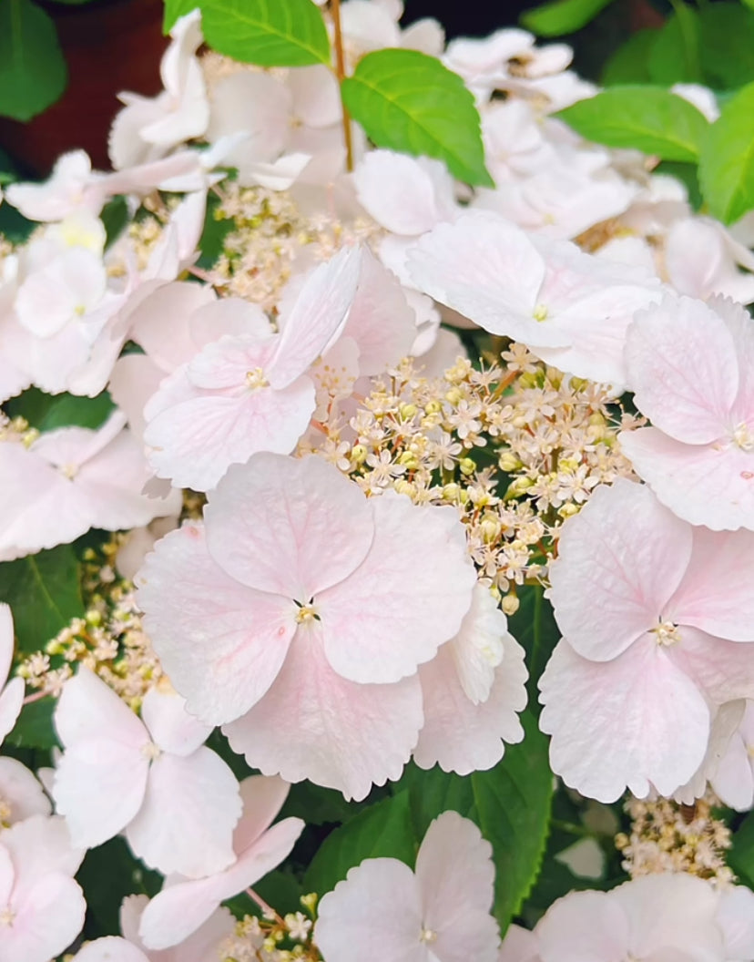 Hydrangea Fairytail Bride Cascade  (粉落跑新娘） -Shrub and Climbing 3 Gallon