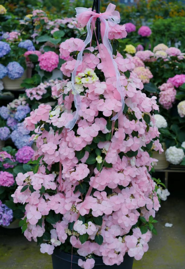 Hydrangea Fairytail Bride Cascade  (粉落跑新娘） -Shrub and Climbing 3 Gallon