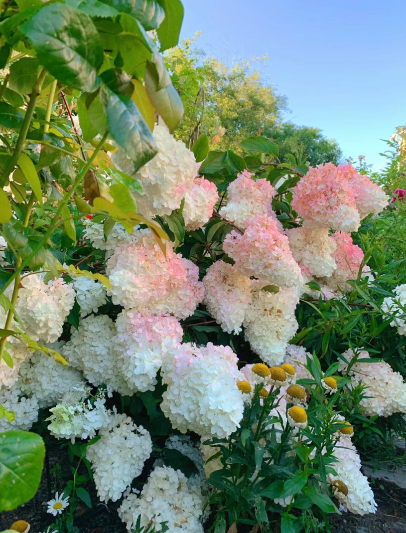 Hydrangea Vanilla Strawberry 香草草莓 1.5-2 Gallon