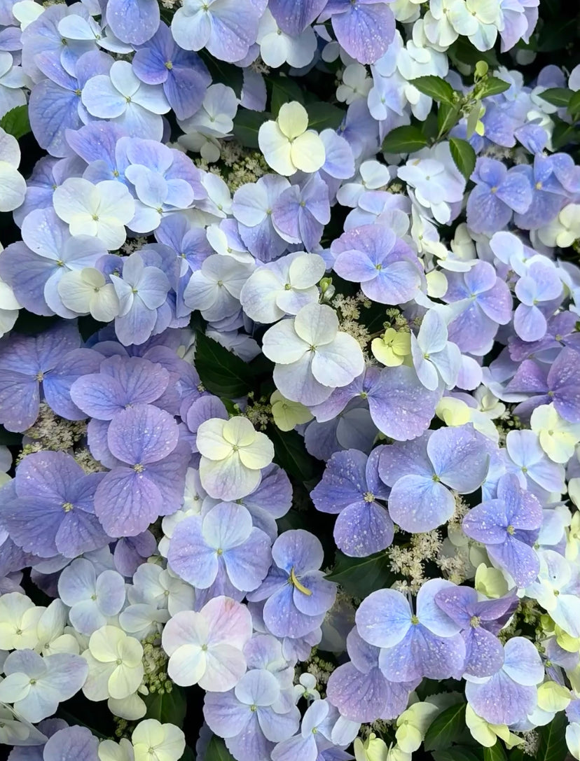 Hydrangea Fairytail Bride Cascade  (粉落跑新娘） -Shrub and Climbing 3 Gallon