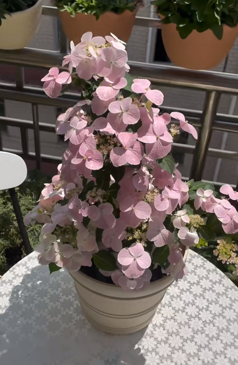 Hydrangea Fairytail Bride Cascade  (粉落跑新娘） -Shrub and Climbing 3 Gallon