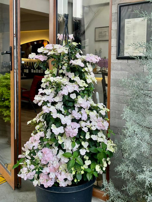 Hydrangea Fairytail Bride Cascade  (粉落跑新娘） -Shrub and Climbing 3 Gallon