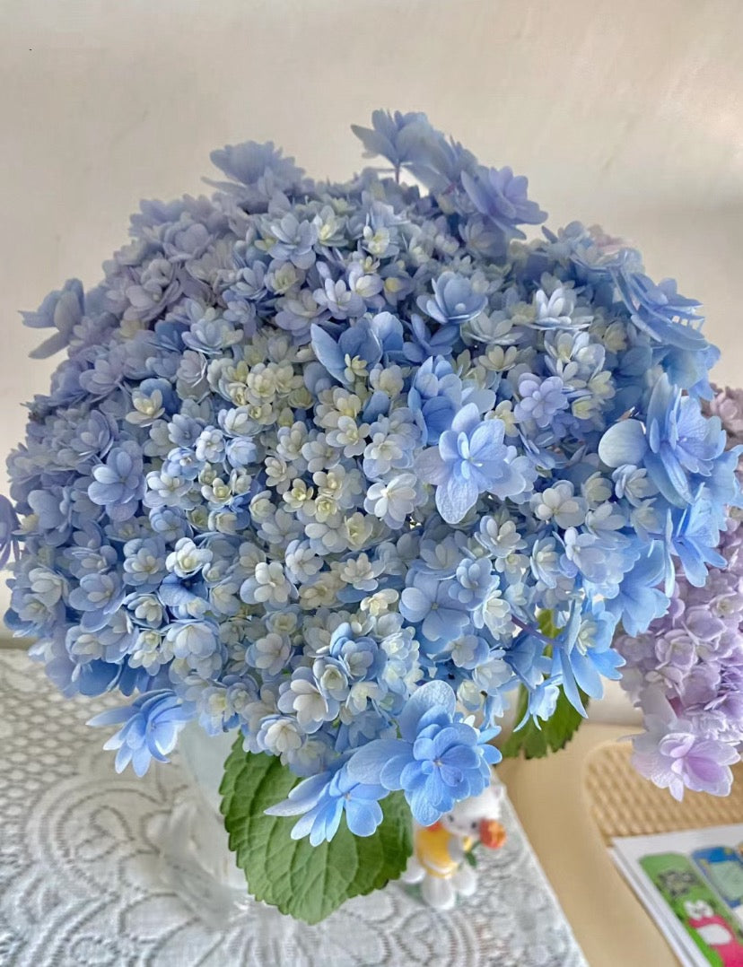 The Jiacheng （佳橙） hydrangea 1 Gallon size