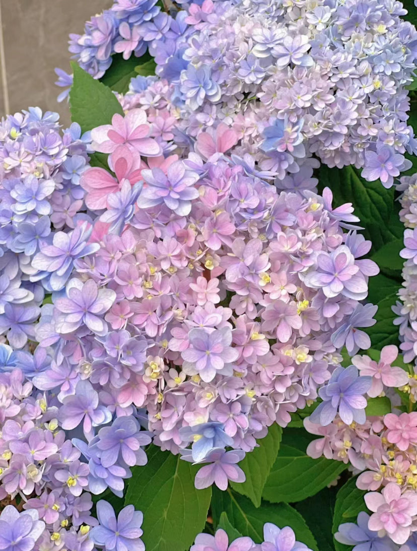 The Jiacheng （佳橙） hydrangea 1 Gallon size