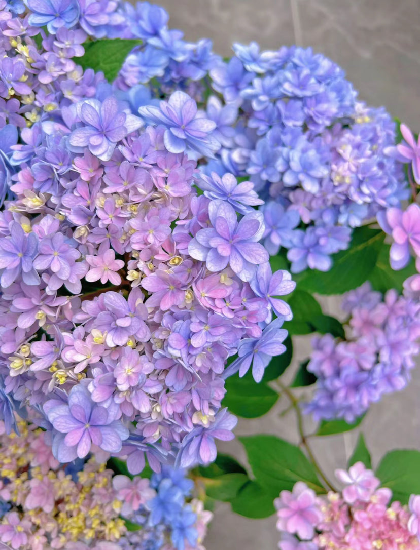 The Jiacheng （佳橙） hydrangea 1 Gallon size