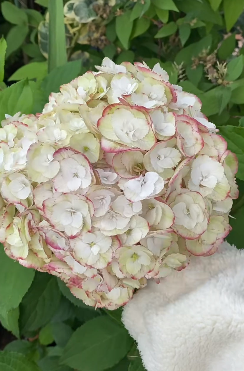 Japanese Hydrangea  Angelica 1 Gallon