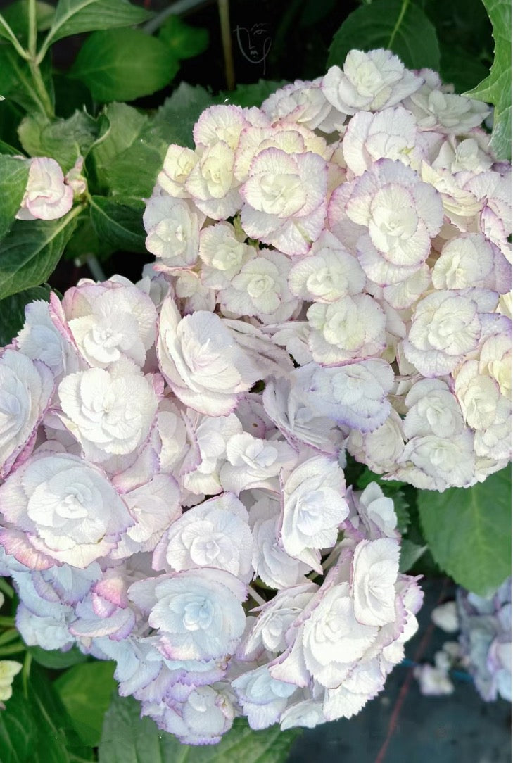 Japanese Hydrangea  Angelica 1 Gallon