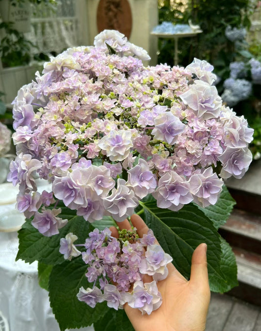 Corsage （头花）  1 Gallon size