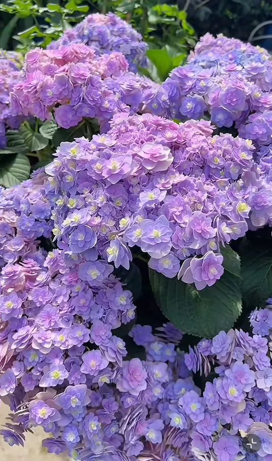 (Lost Tag ) Hydrangea – Surprise or Huabao, 6-inch size