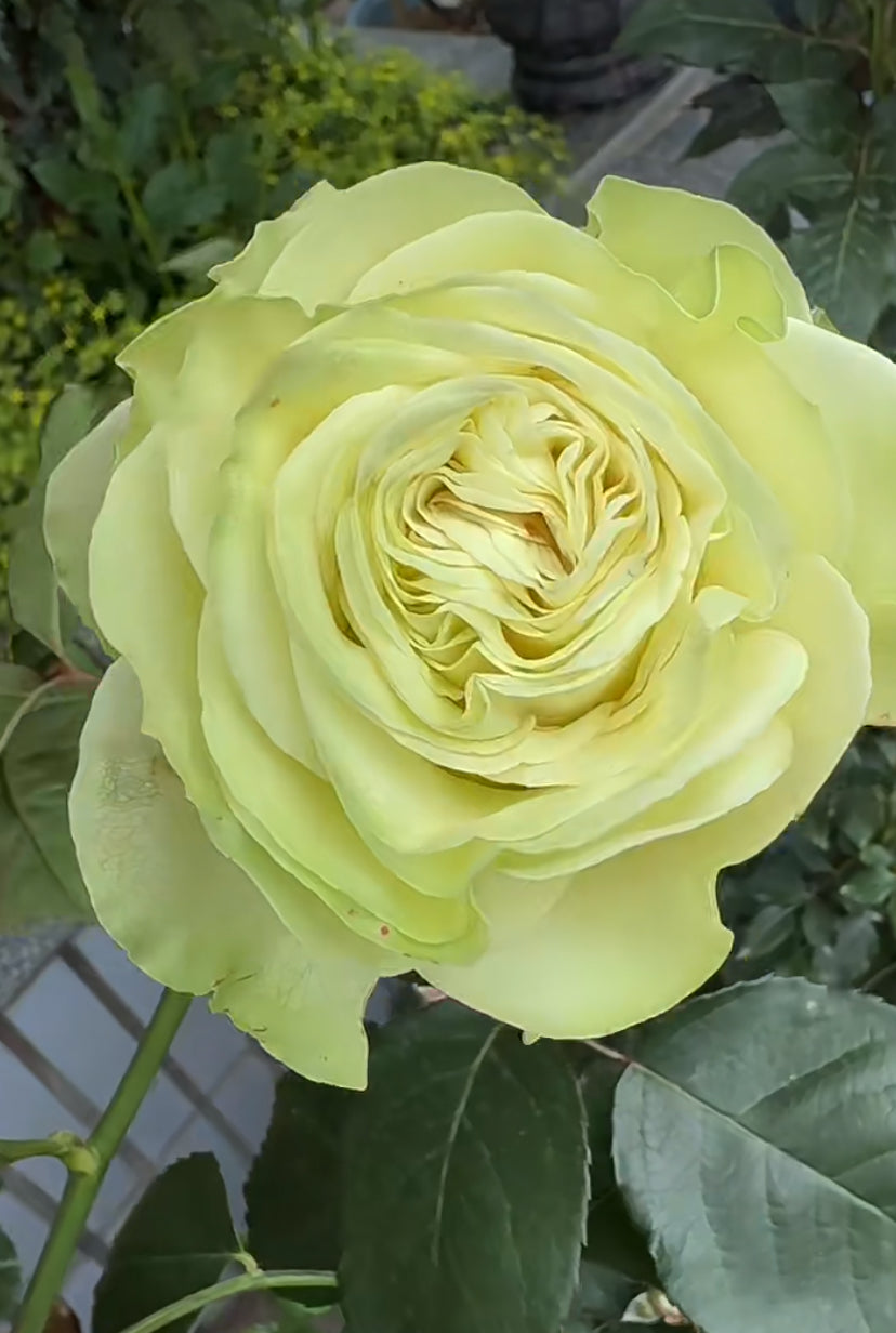 Rose Xiaoqiao (小乔）cutting flower - 1 Gallon live plant