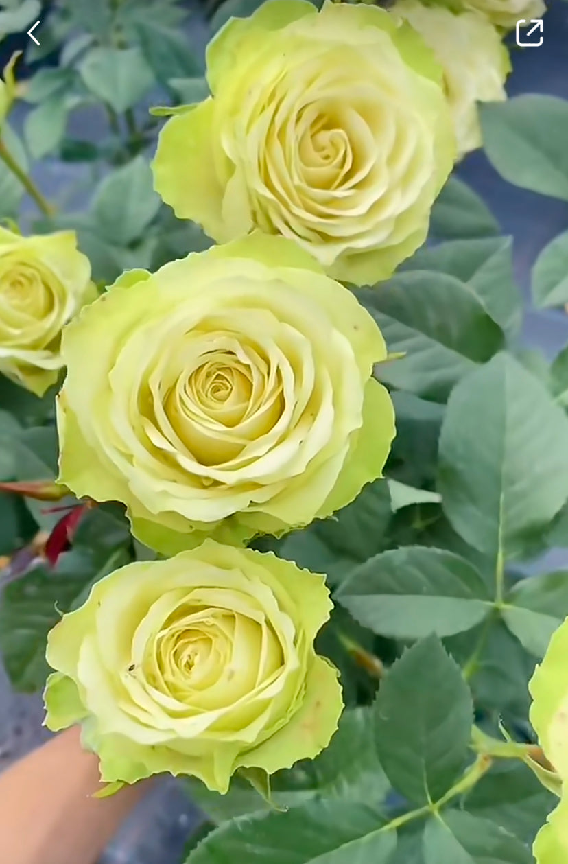 Rose Xiaoqiao (小乔）cutting flower - 1 Gallon live plant