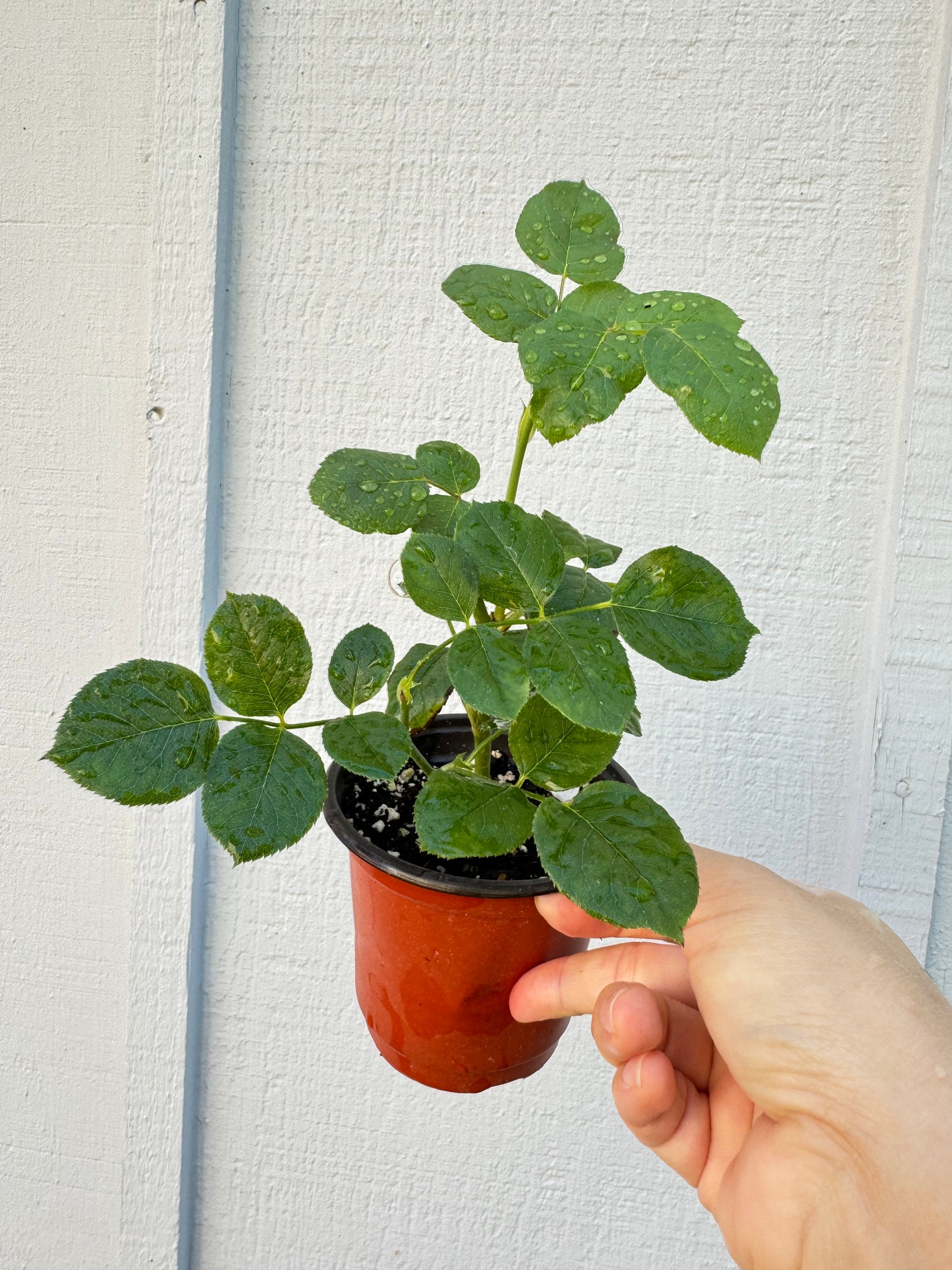 “Yinyinqing” 隐隐青 (Faint Blue) Chinese Rose Live Plant Shrub 4 inch size