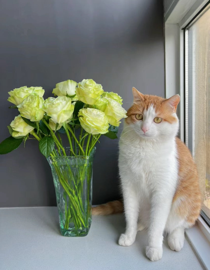 Rose Xiaoqiao (小乔）cutting flower - 1 Gallon live plant