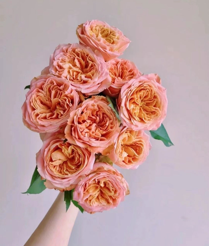 Rose Funky Peach 方可桃 - 1 Gallon live plant