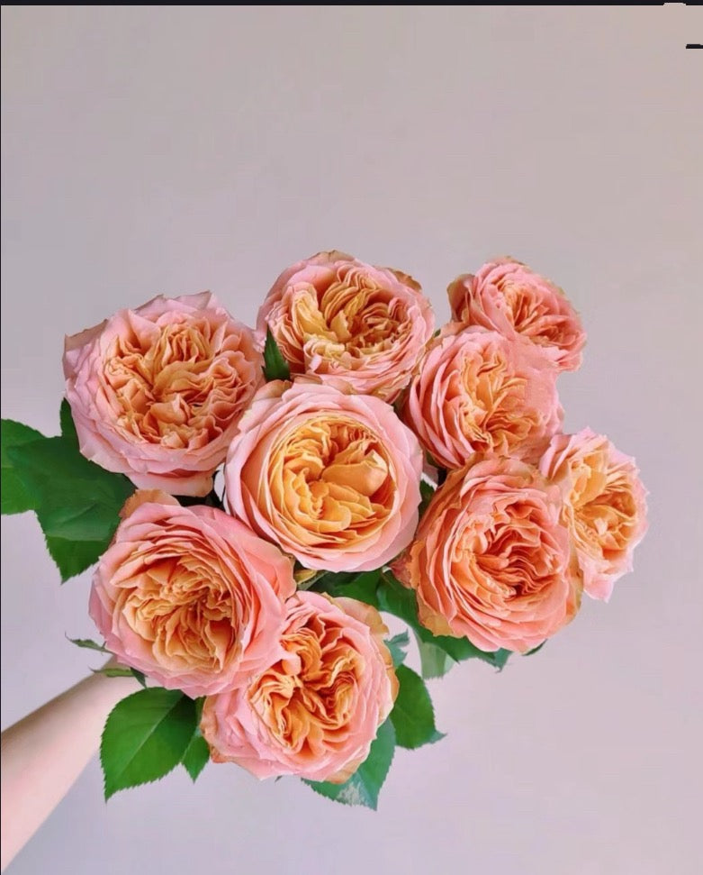Rose Funky Peach 方可桃 - 1 Gallon live plant