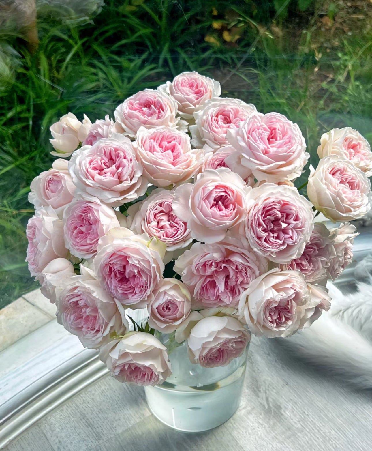 Rose Wedding Box -1 Gallon pot