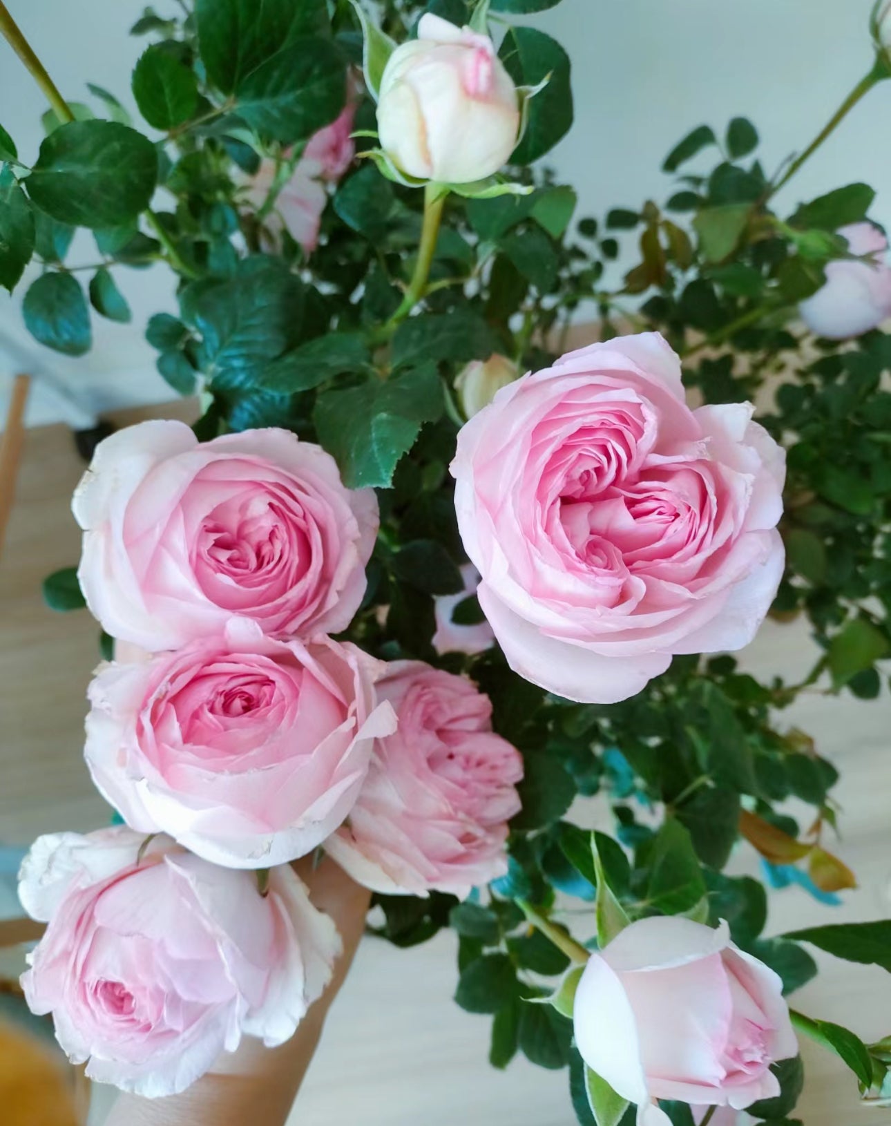 Rose Wedding Box -1 Gallon pot