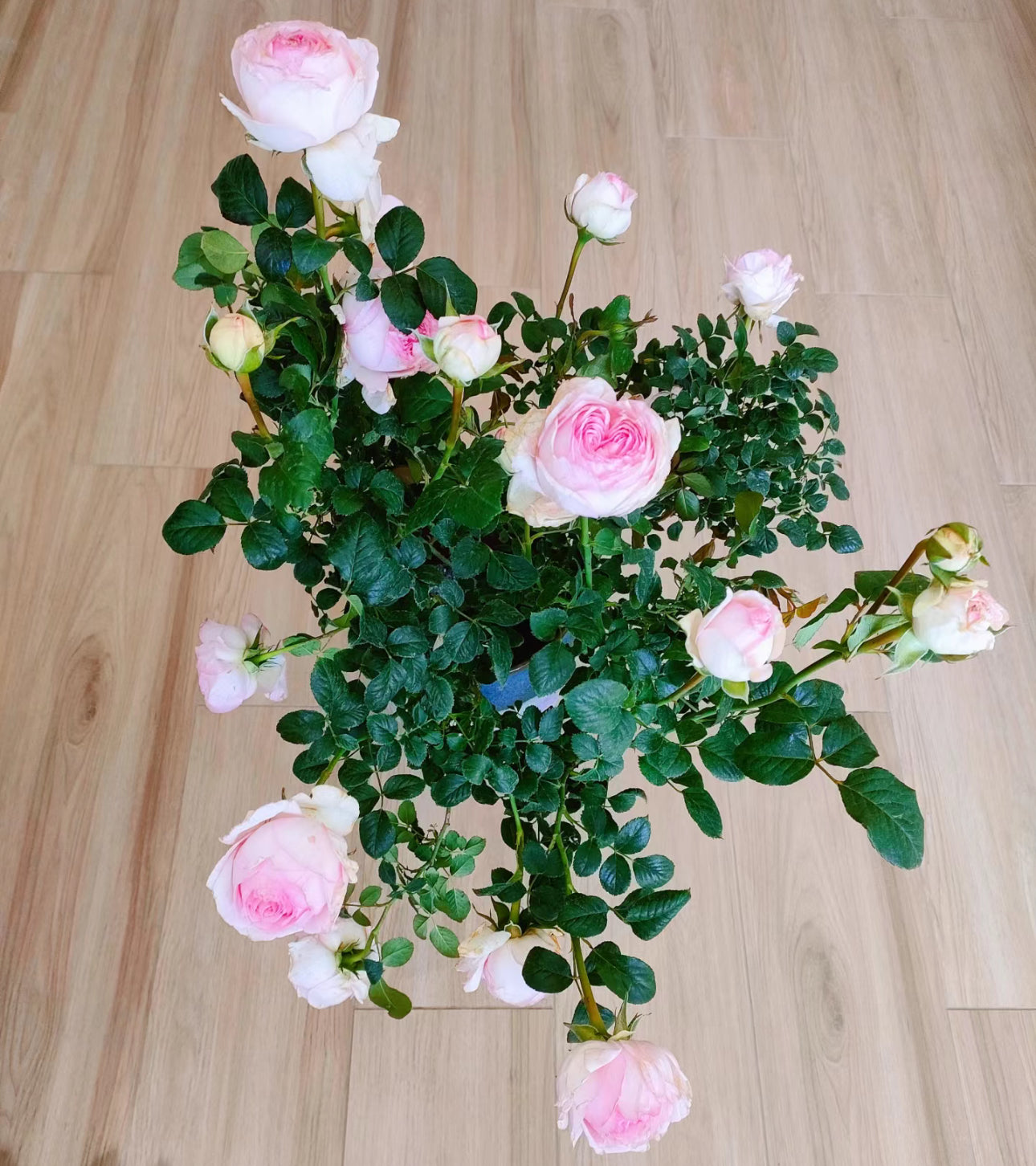 Rose Wedding Box -1 Gallon pot
