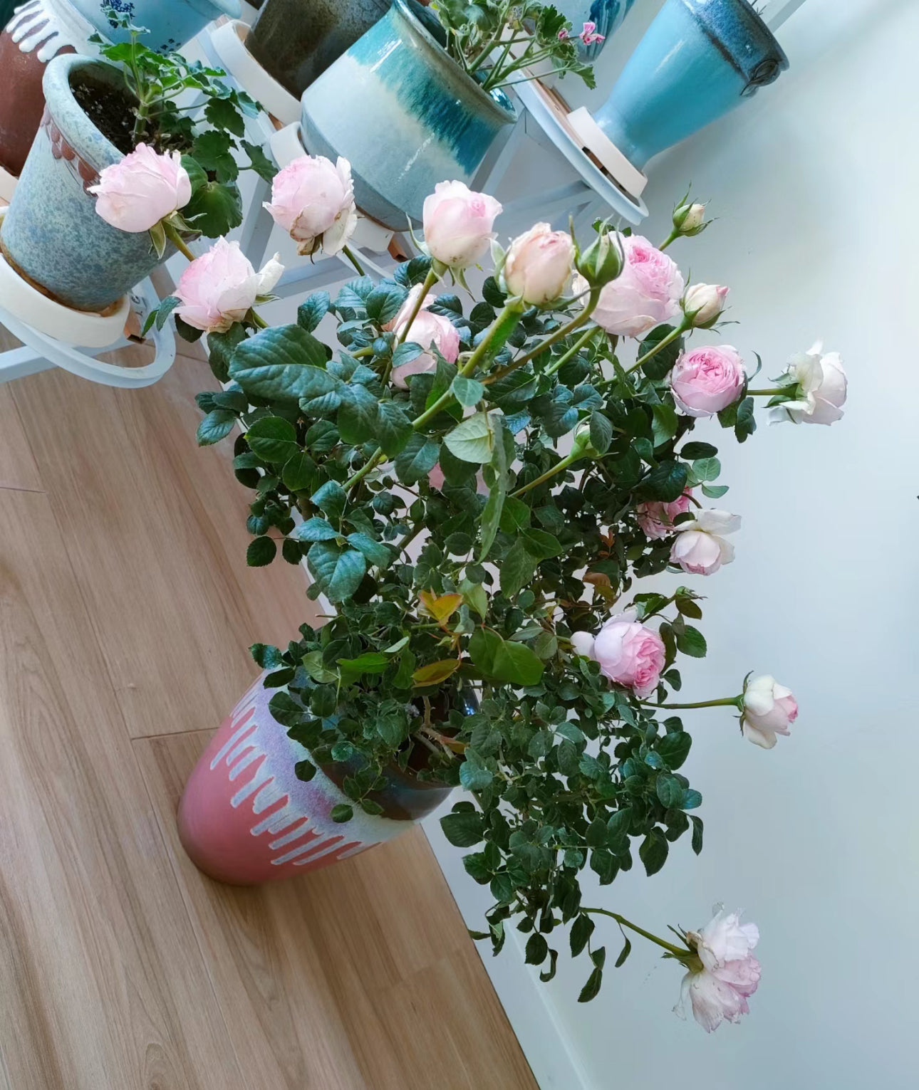 Rose Wedding Box -1 Gallon pot