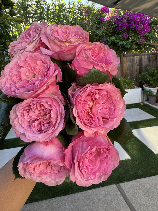 Rose Mayra's Pink 4inch.