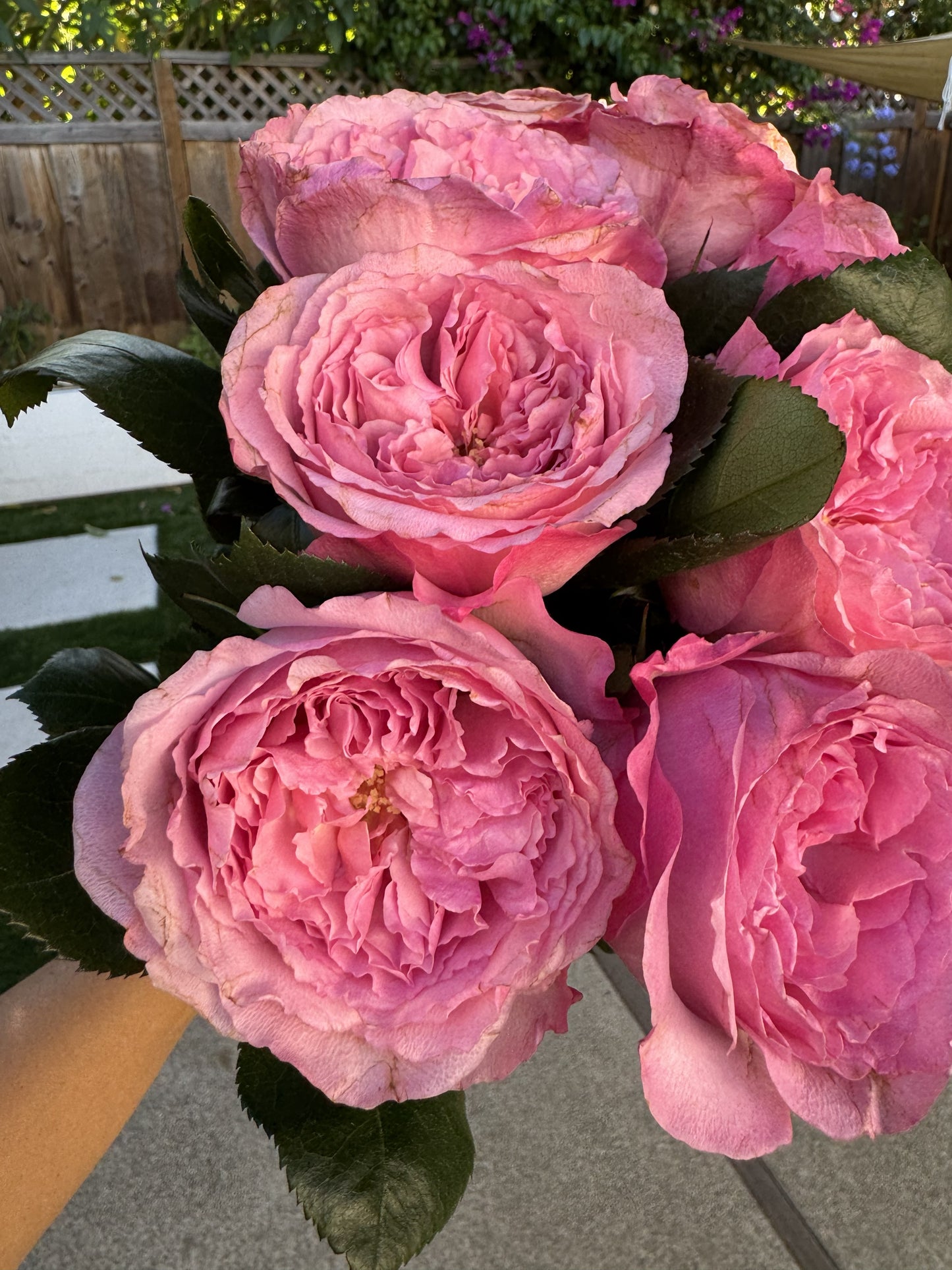 Rose Mayra's Pink 4inch.