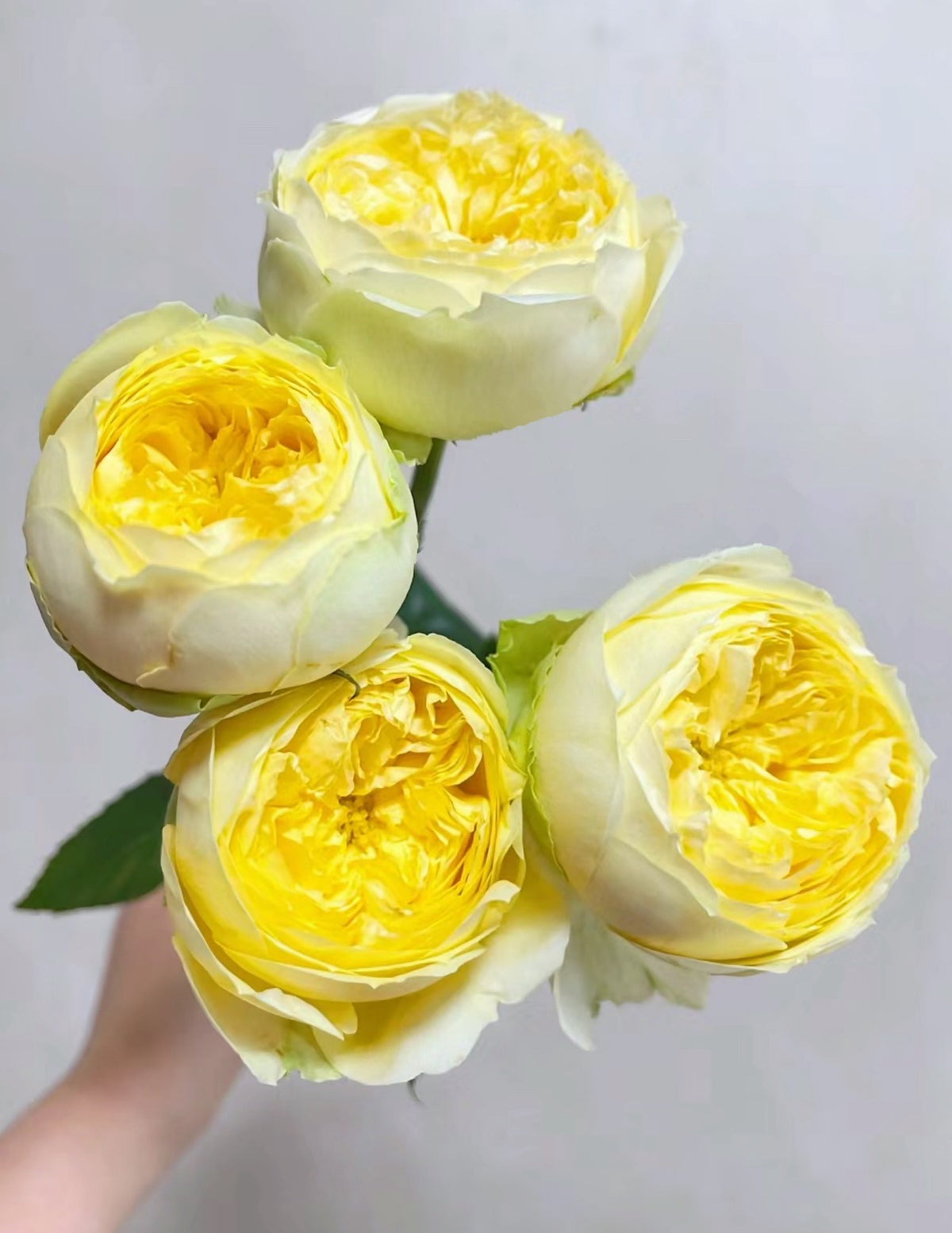 Rose Catalina cutting rose-1 Gallon live rose plant