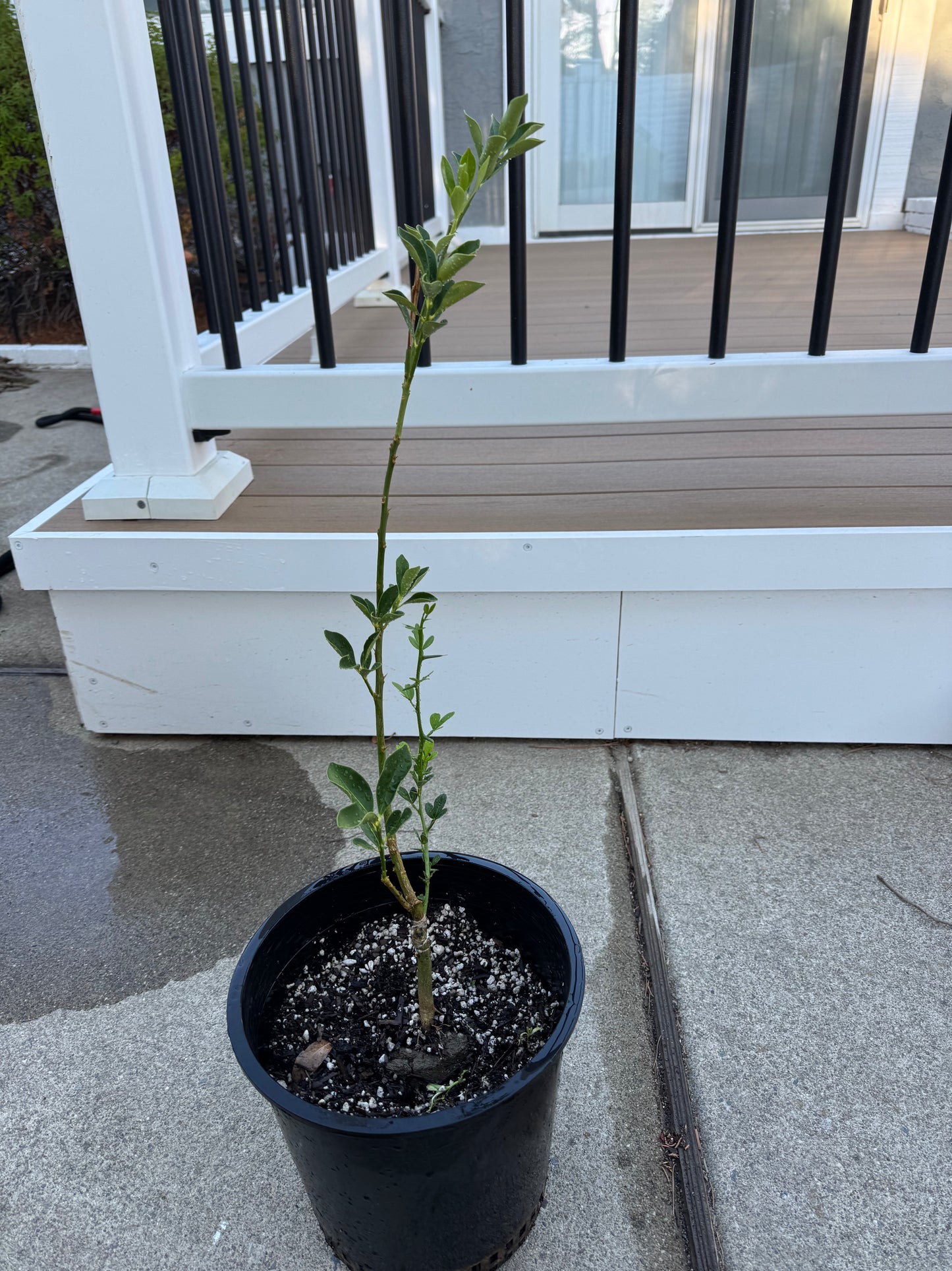 The Crispy Skin Kumquat Tree 脆皮金桔 2 year old tree