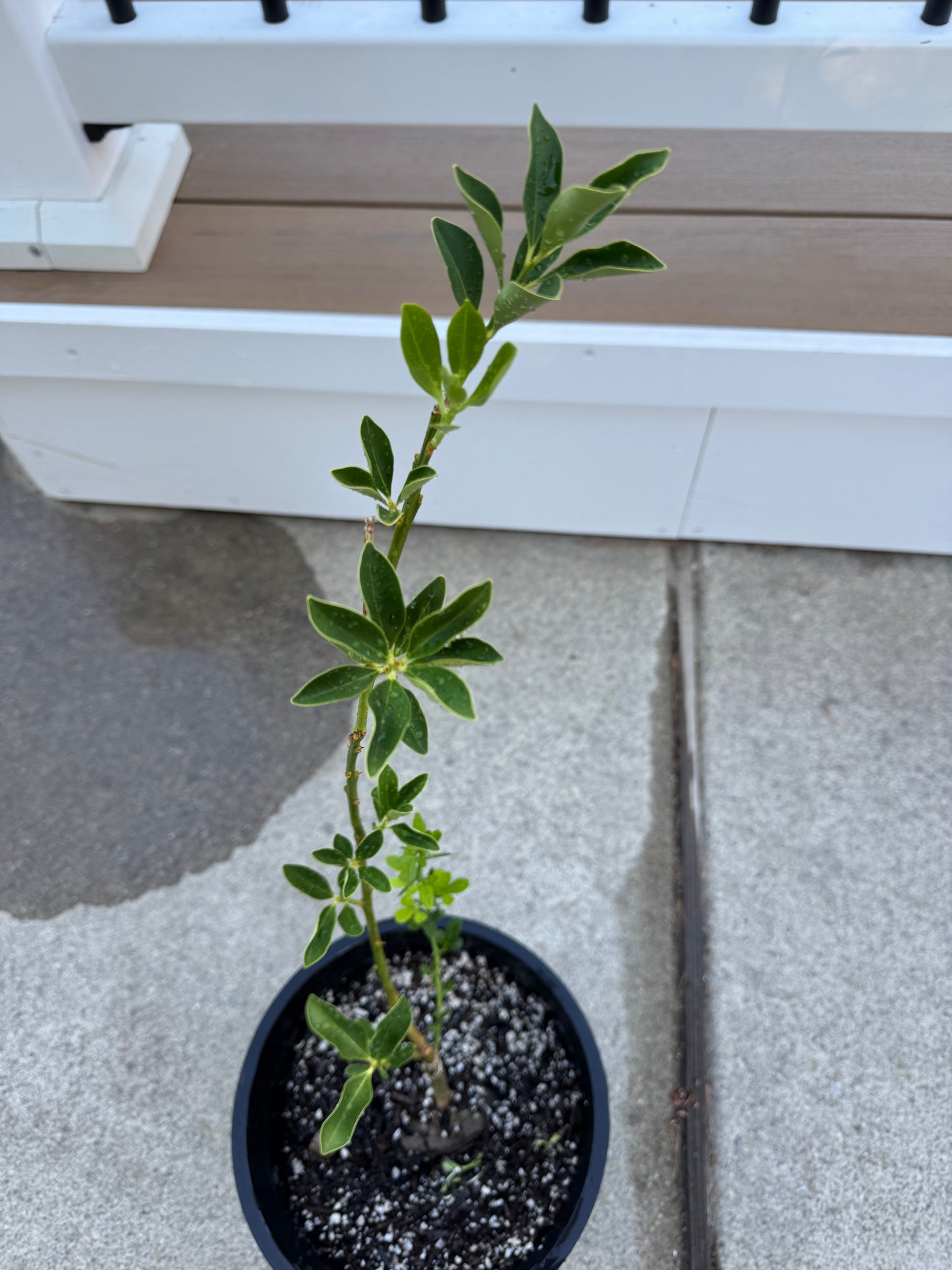 The Crispy Skin Kumquat Tree 脆皮金桔 2 year old tree