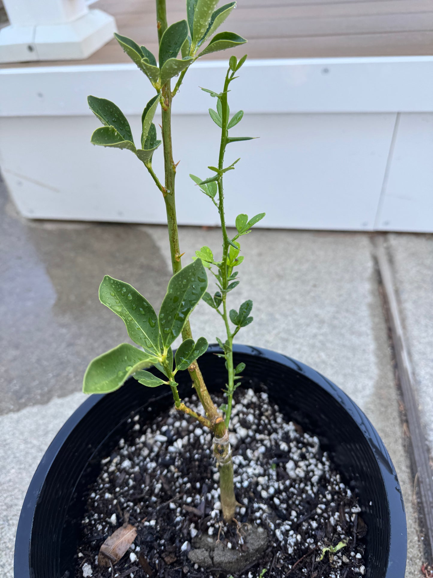 The Crispy Skin Kumquat Tree 脆皮金桔 2 year old tree