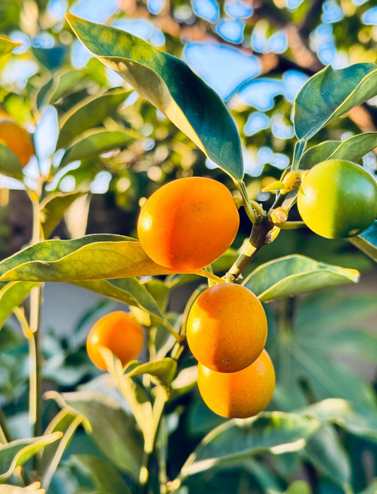 The Crispy Skin Kumquat Tree 脆皮金桔 2 year old tree