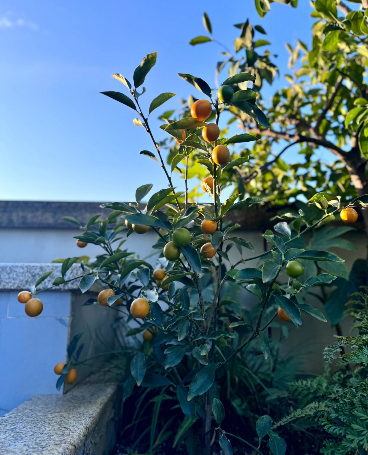 The Crispy Skin Kumquat Tree 脆皮金桔 2 year old tree