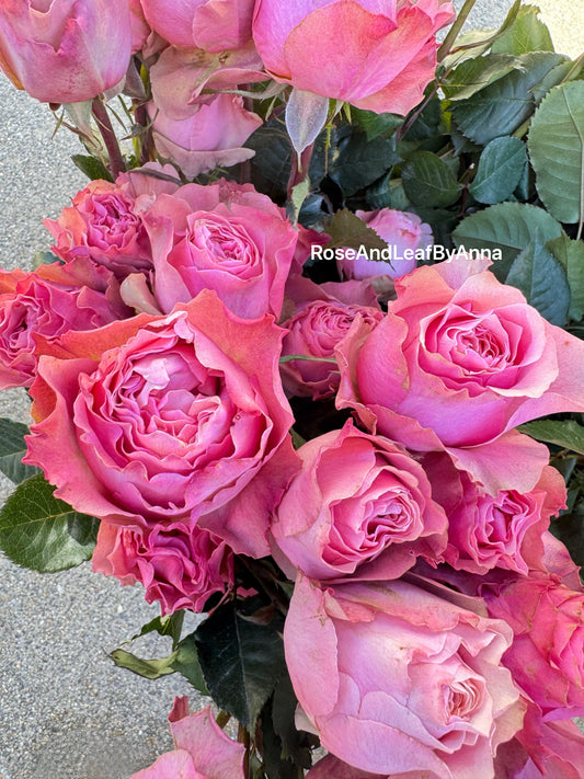 Rose Victoria Park 1 gallon own roots