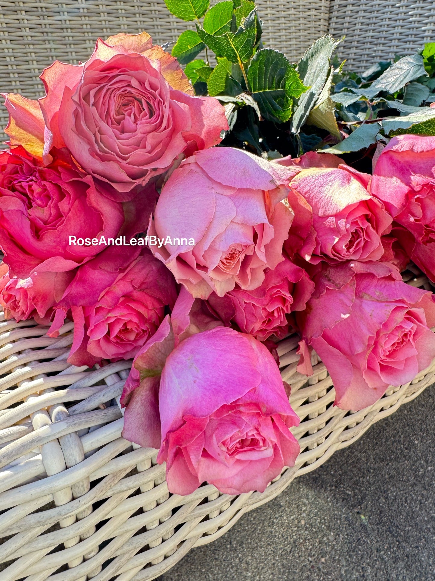 Rose Victoria Park 1 gallon own roots