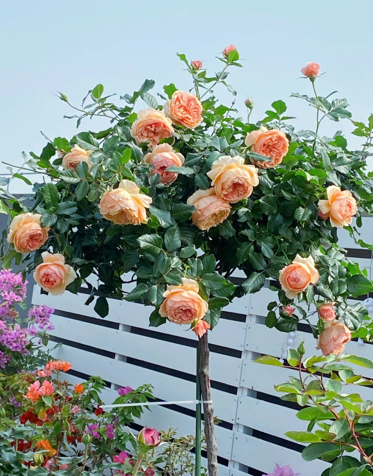 Pre-Order Mosora Tree Rose