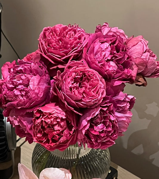 Rose Jinghong rose 1 gallon live rose