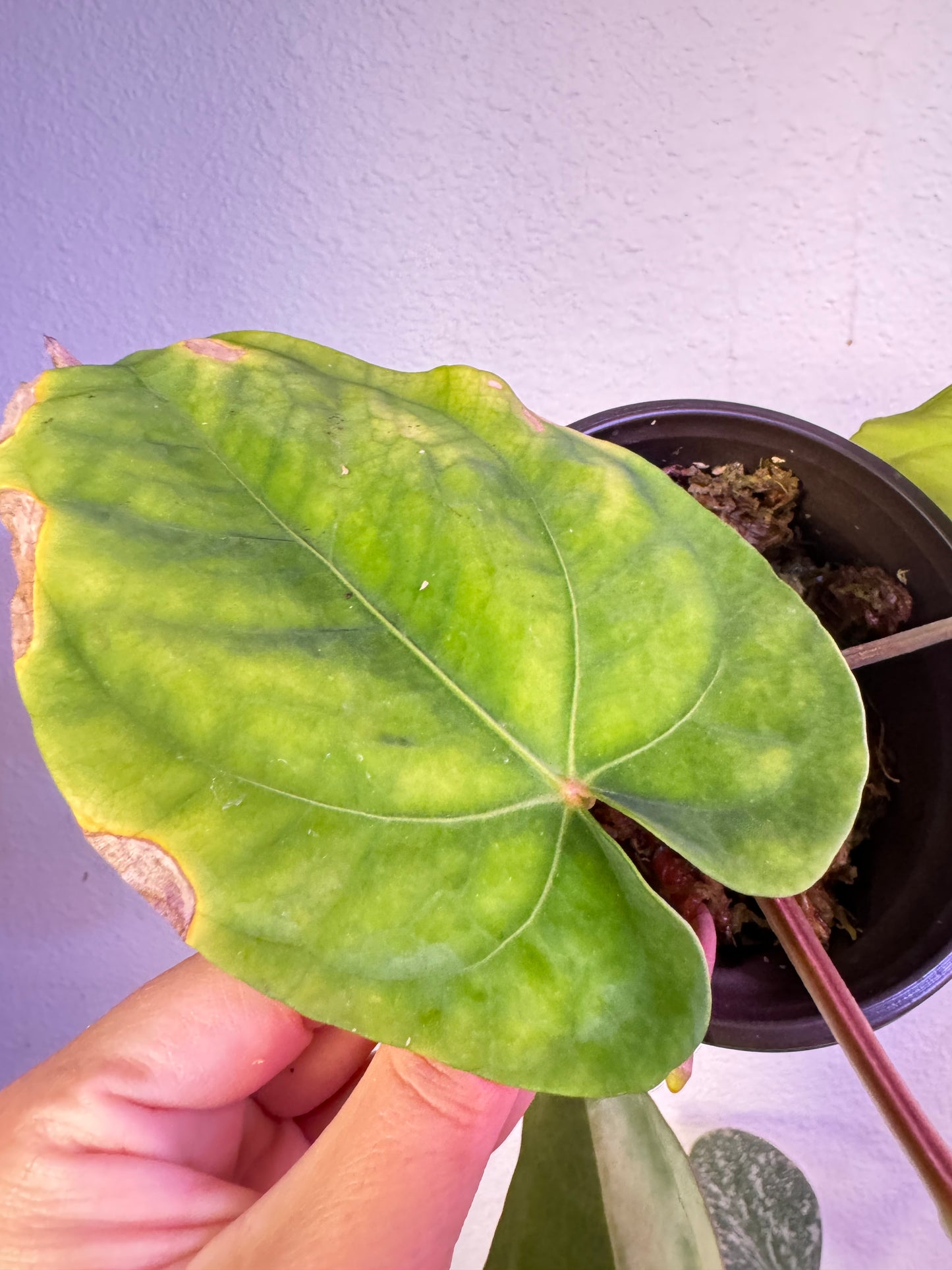 Anthurium RG Dresslerii Live plant