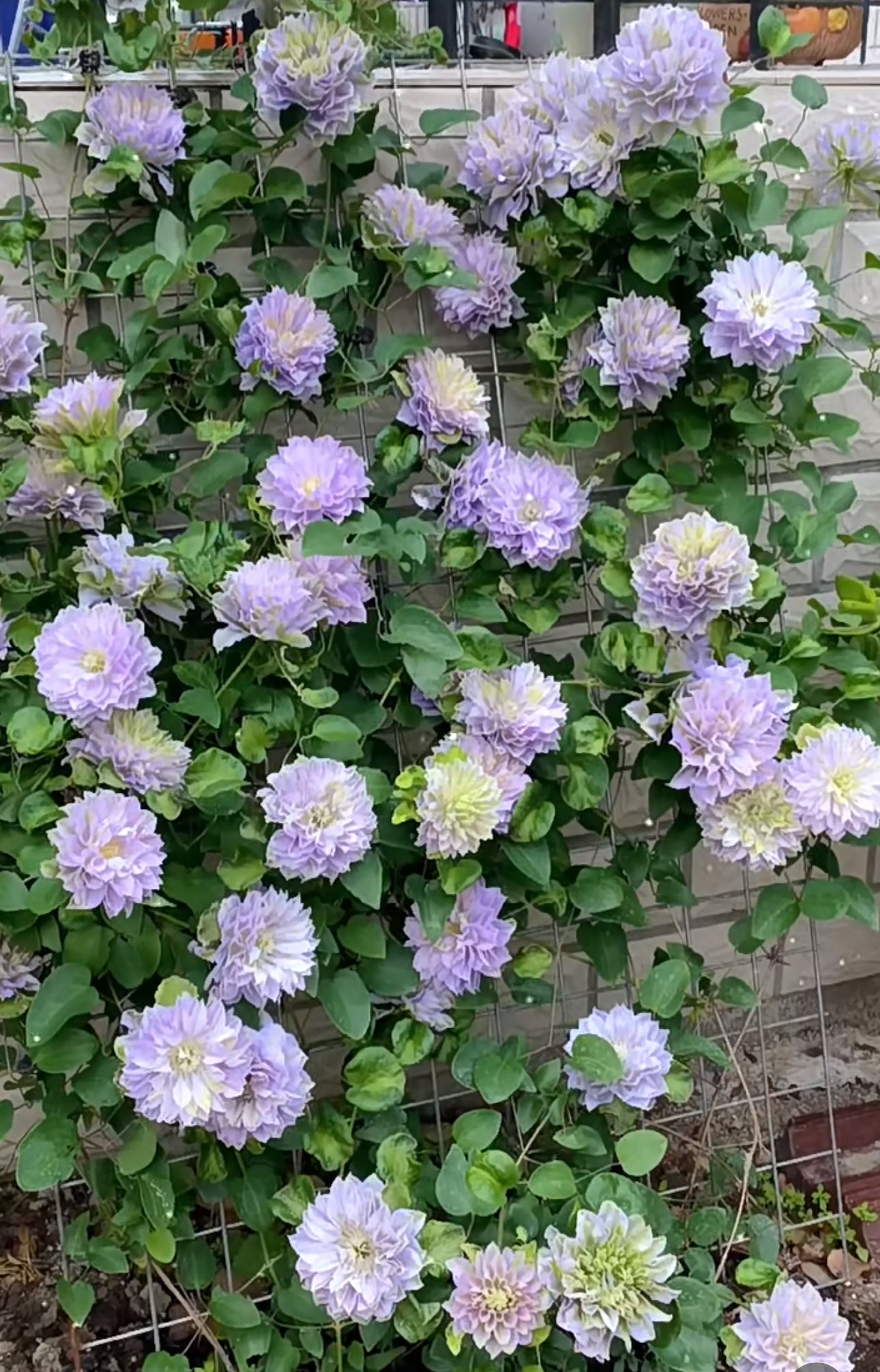 Clematis 琉璃" (Ruriokoshi) live plant