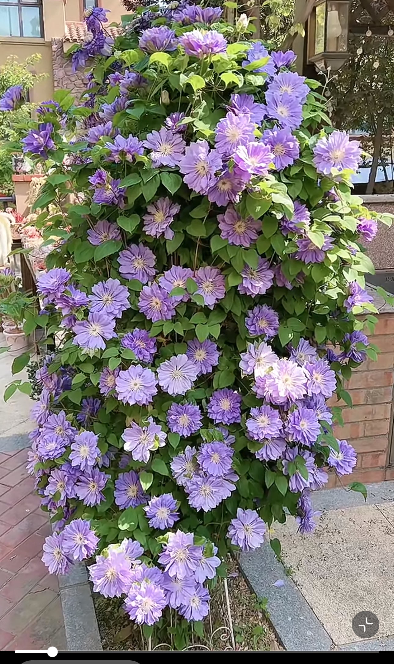 Clematis 琉璃" (Ruriokoshi) live plant