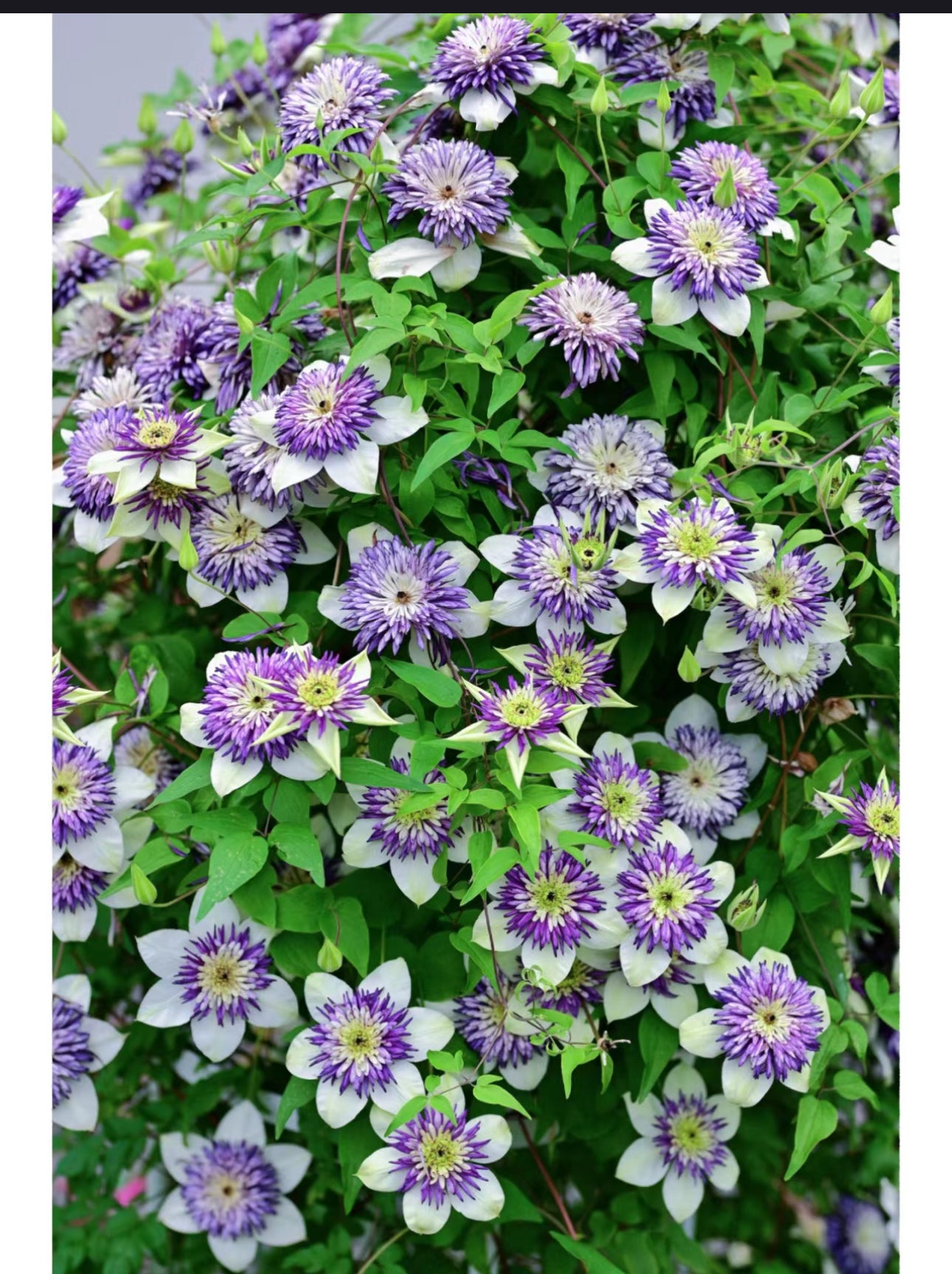 Clematis Viennetta 幻紫