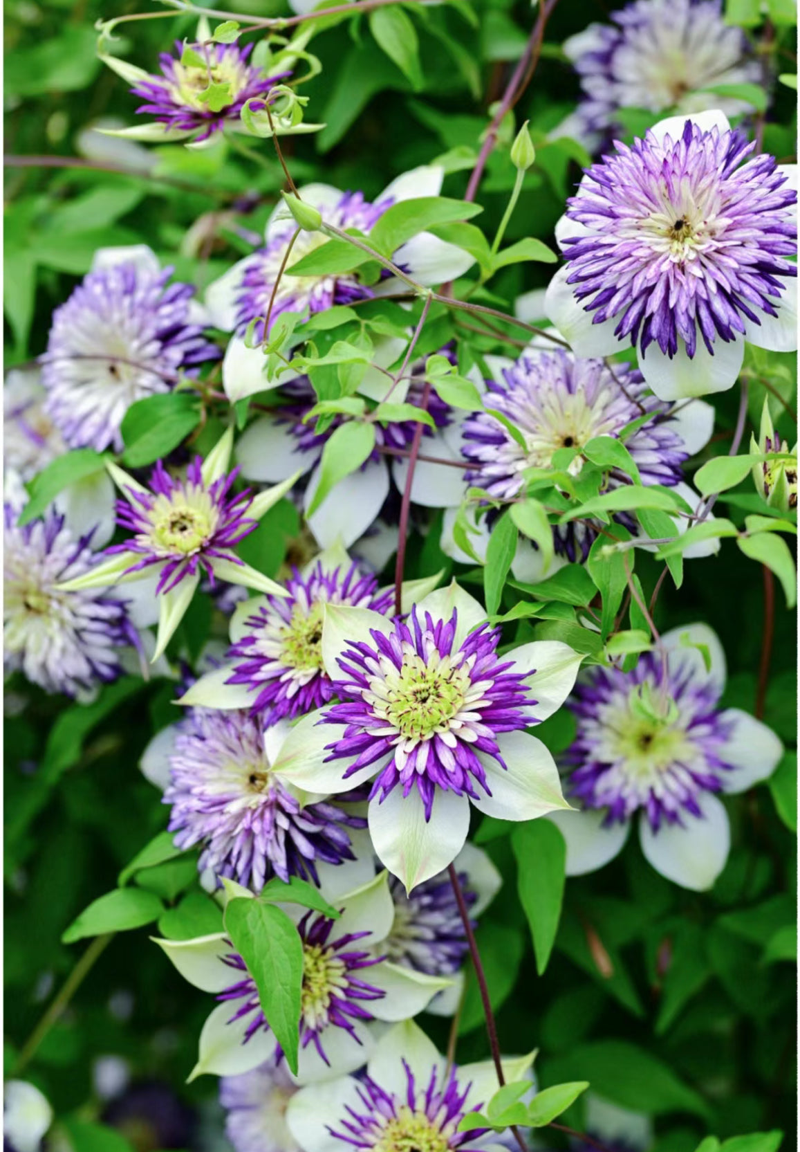 Clematis Viennetta 幻紫