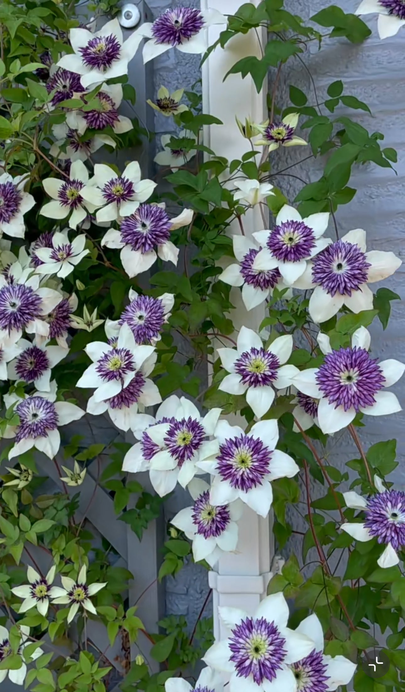 Clematis Viennetta 幻紫