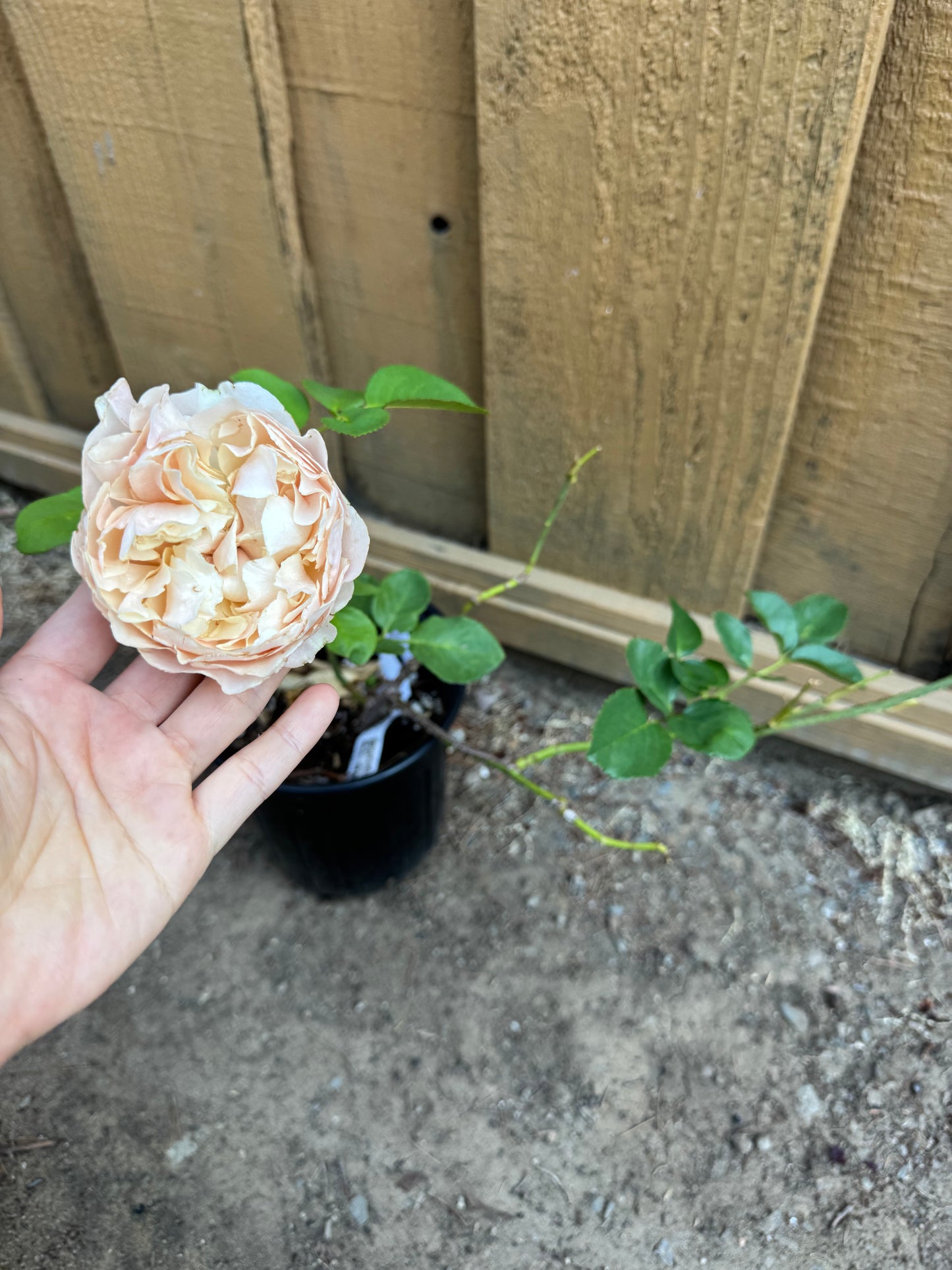Rose unforgettable 6-1 gallon size own roots