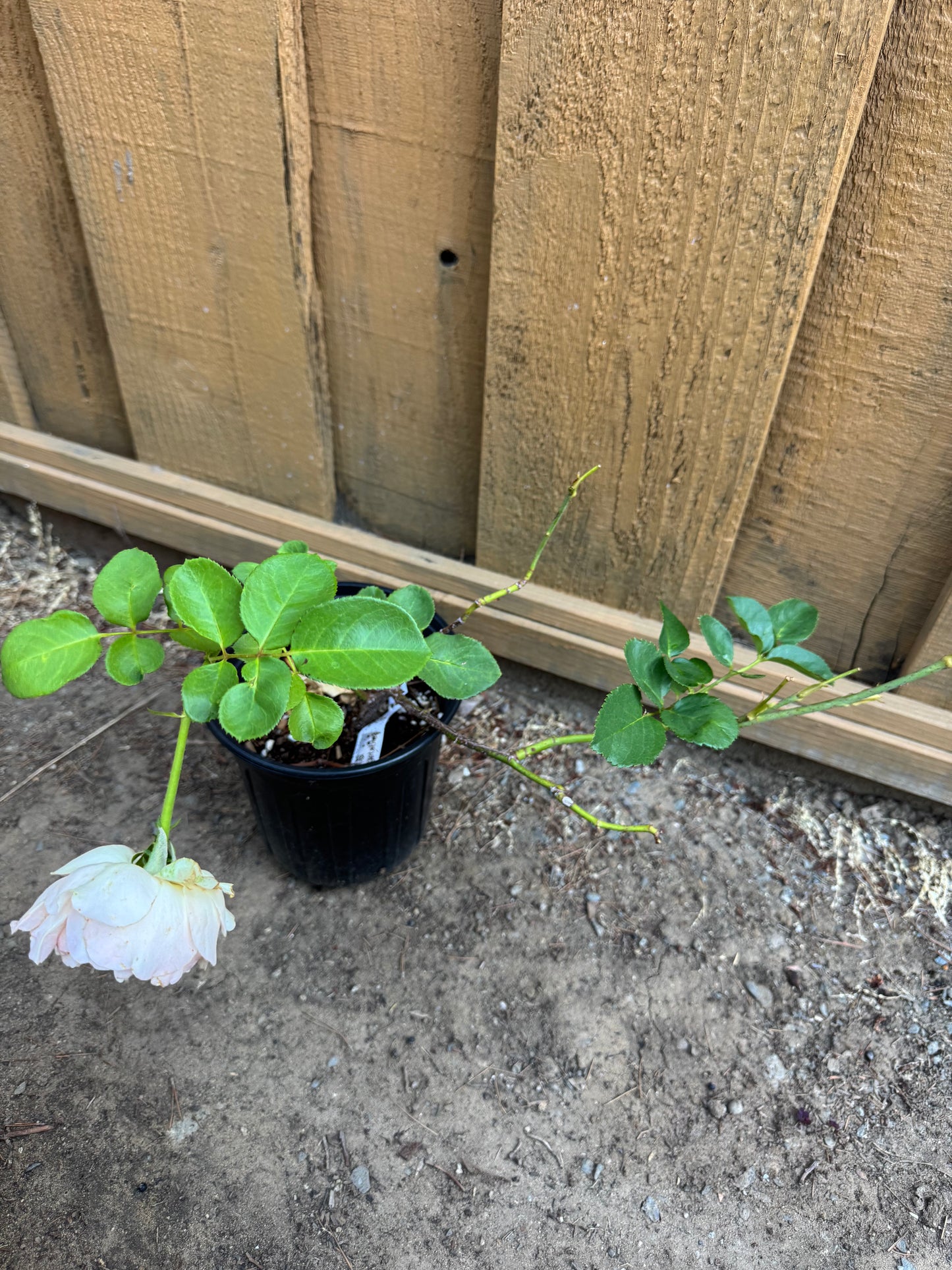 Rose unforgettable 6-1 gallon size own roots