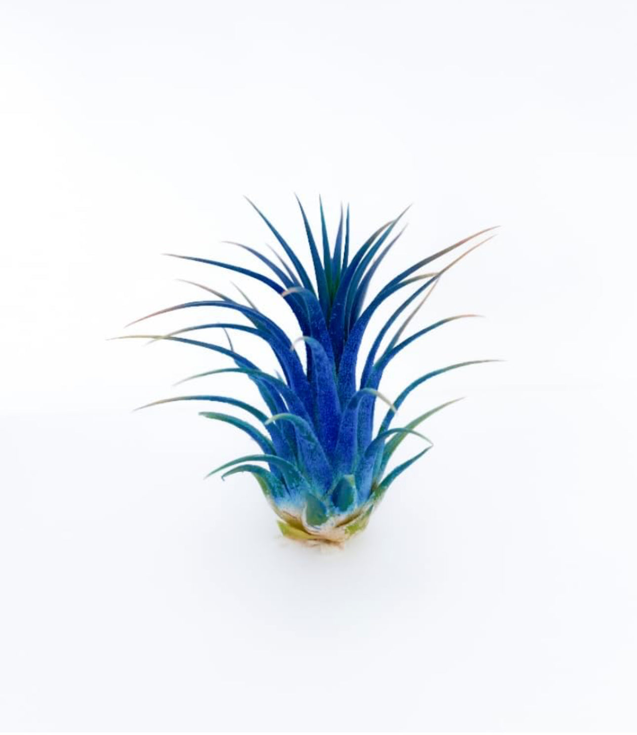 Live Air Plants-Free Shipping