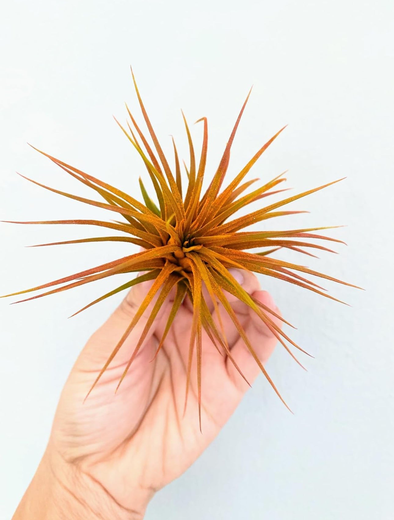 Live Air Plants-Free Shipping