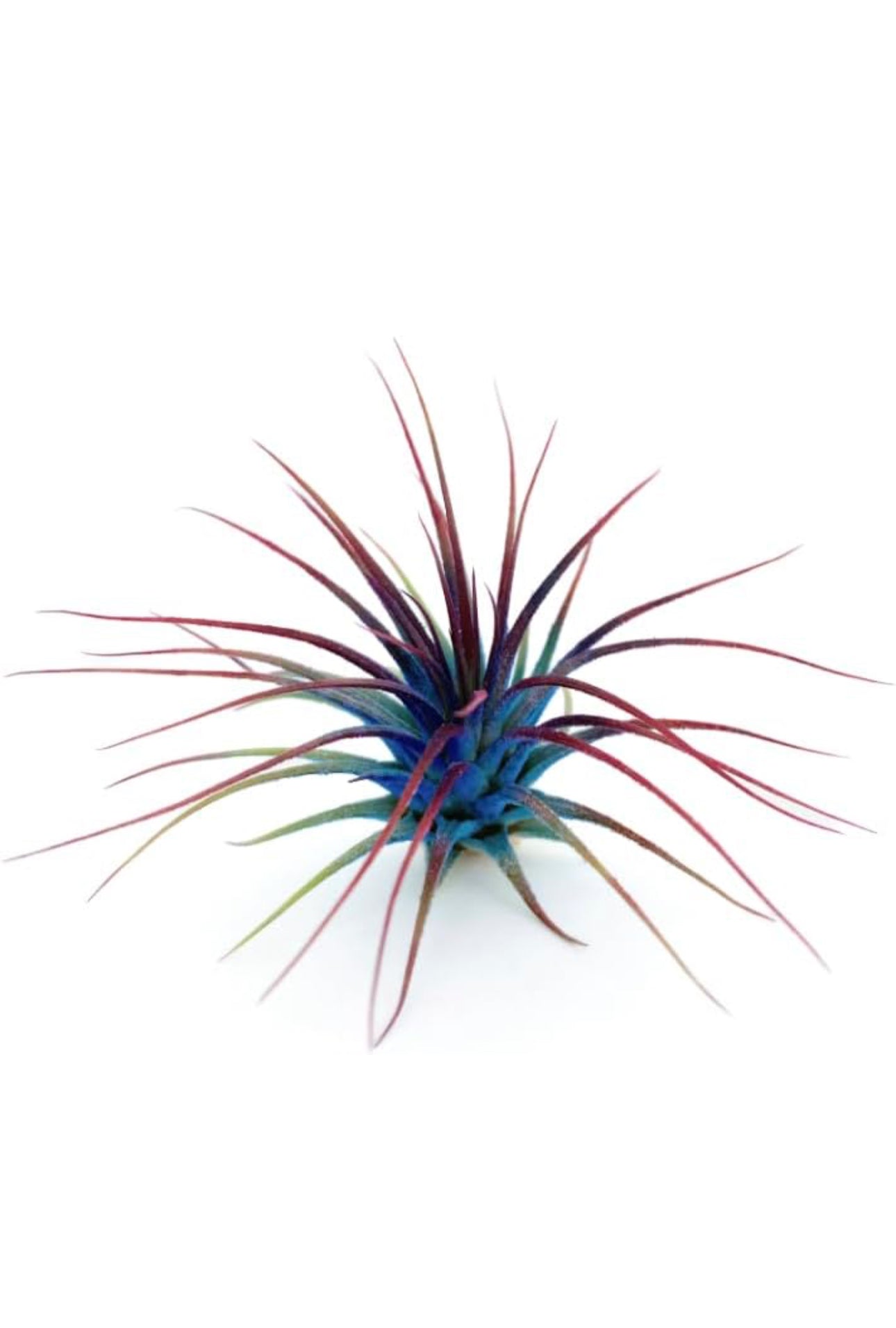 Live Air Plants-Free Shipping