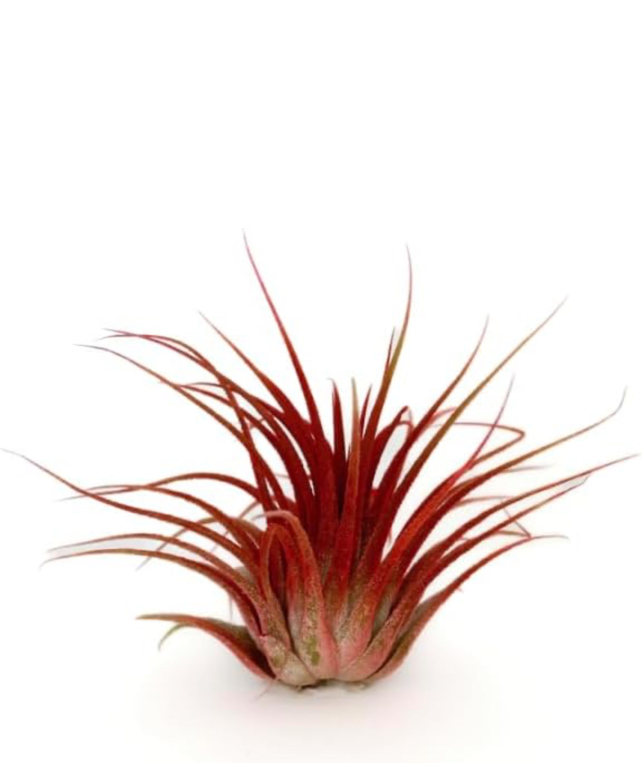 Live Air Plants-Free Shipping