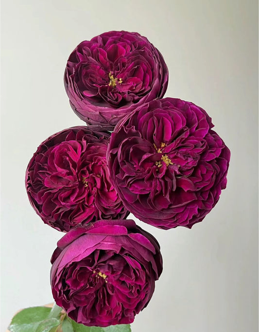 Rose Royale 1 Gallon live plant