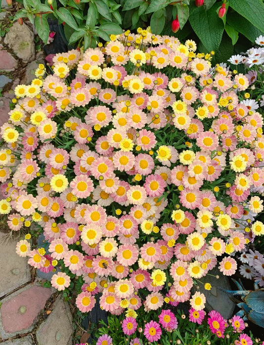 Marguerite  Argyranthemum sweet- small live plant